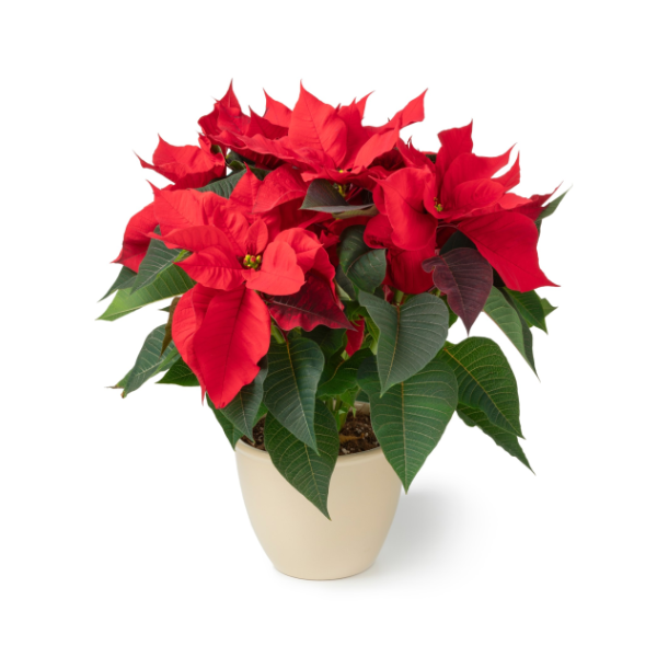 4" Red Poinsettia - 1 Each