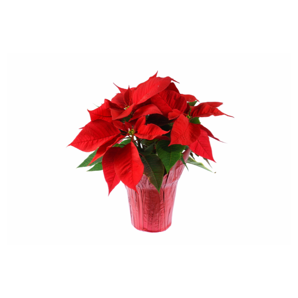 4' Poinsettia - 1 Each