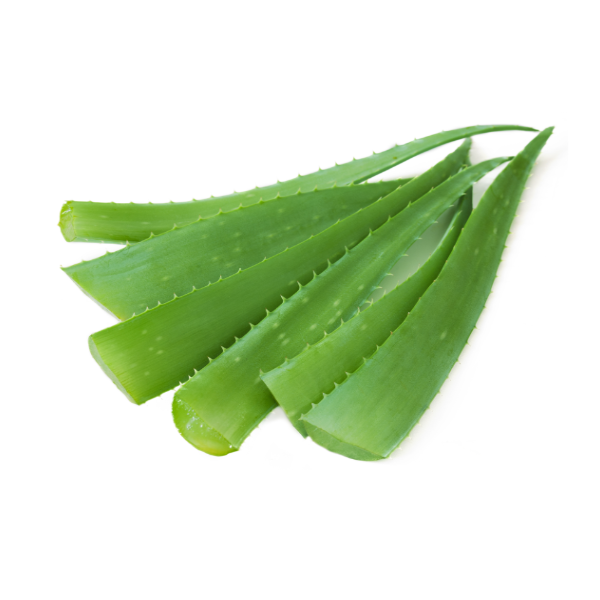 Aloe Vera Leaves - 1 Each